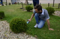Bush trimming